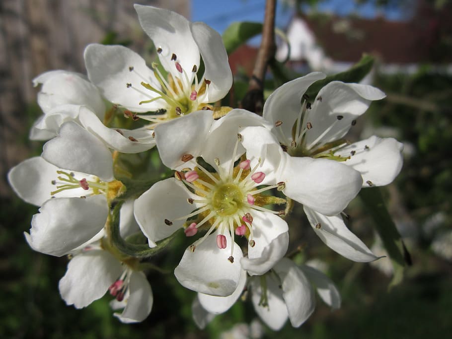 pear blossom, fruit tree, spring, bloom, white, pears, nature HD wallpaper