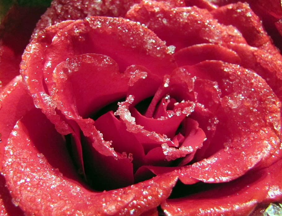 Close, Romantic, Sugared, rose, wedding, love, background, food and drink HD wallpaper
