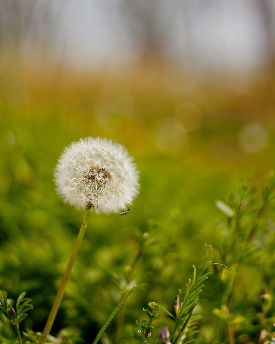 dandelion, meadow, spring, nature, flower, plant, seeds, close HD wallpaper
