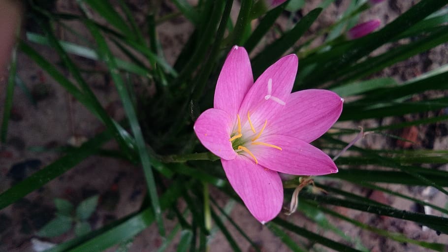 nature, flora, flower, leaf, garden, plant, flowering plant HD wallpaper