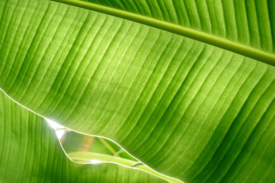 green banana leaf, banana leaves, backlit, backlit leaf, leaf vein, HD wallpaper