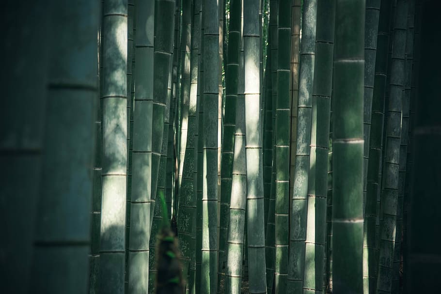 closeup photo of green bamboos, macro shot photography of green bamboos HD wallpaper