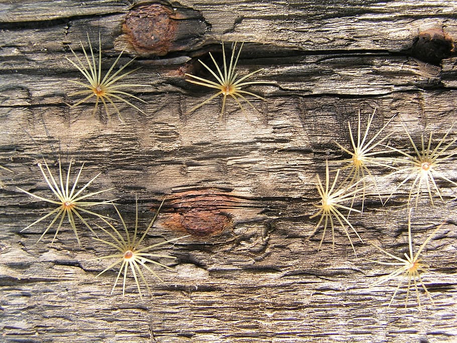 wood, texture, background, no people, plant, day, nature, full frame HD wallpaper