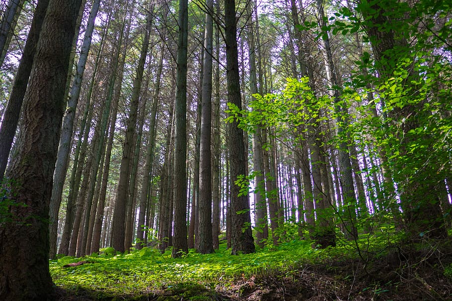 green plants beside trees, forest, sunlight, back light, land HD wallpaper