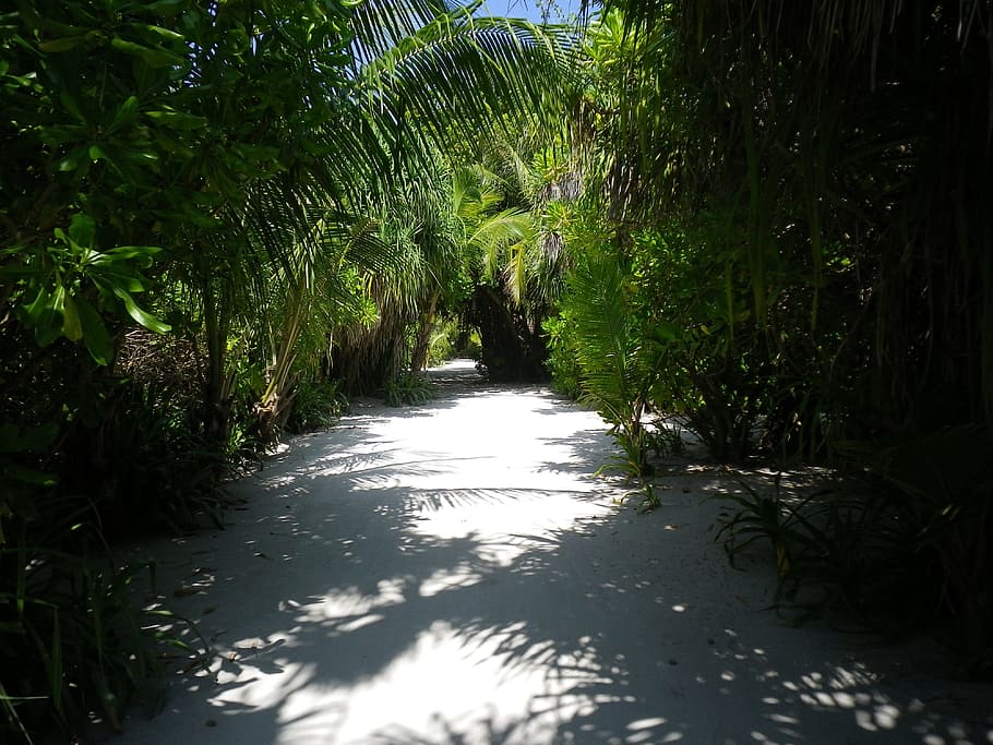 Sand, Away, Jungle, Shadow, Maldives, nature, water, tree, green Color HD wallpaper