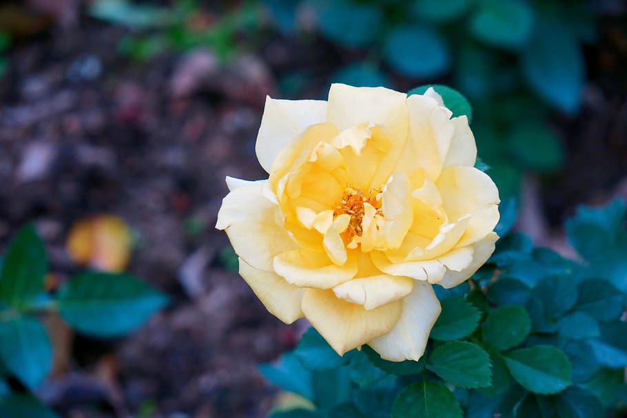 flower, plant, nature, leaf, flowering plant, beauty in nature HD wallpaper