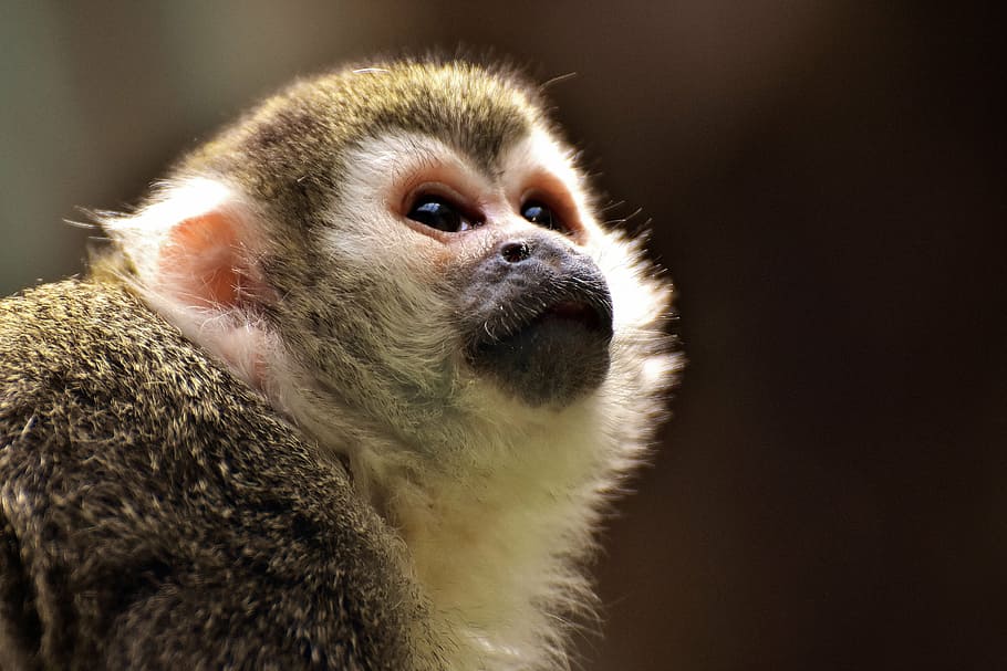 chimpanzee, monkey, äffchen, cute, small, capuchins, capuchin monkey HD wallpaper