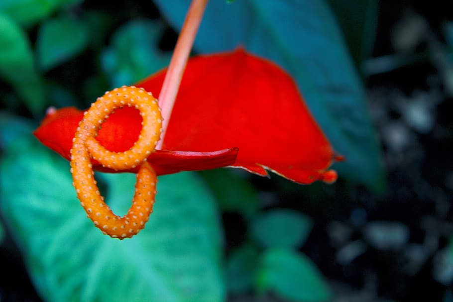tropical, red, orange, flower, garden, summer, spring, close up tropical flower HD wallpaper