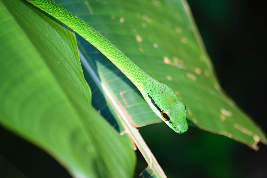 Cheeky snake, green snake on leaf, stem, nature, outdoors, green color HD wallpaper