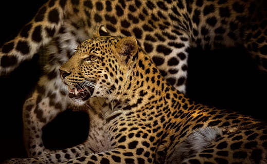 photo of black and brown leopards, close, rosettes, pardus HD wallpaper