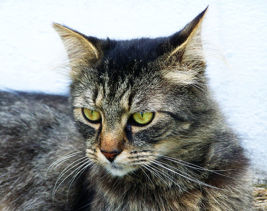 cat, tabby, pets, mammal, domestic, feline, animal, domestic cat HD wallpaper