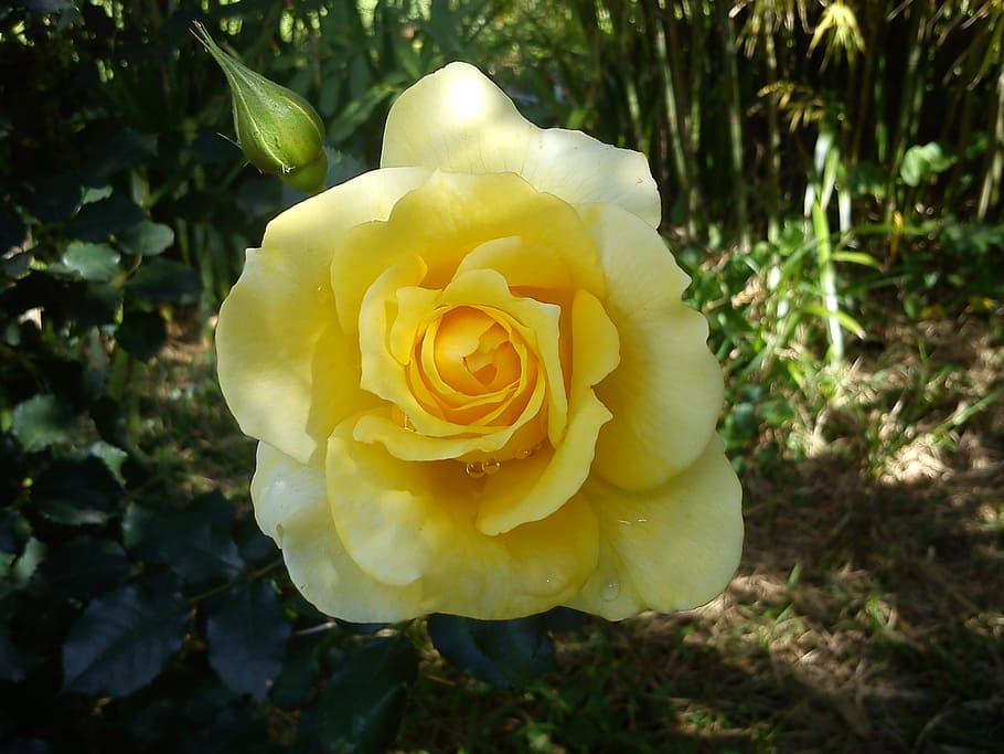 flower, rosa, button, plant, garden, perfume, yellow, nature HD wallpaper