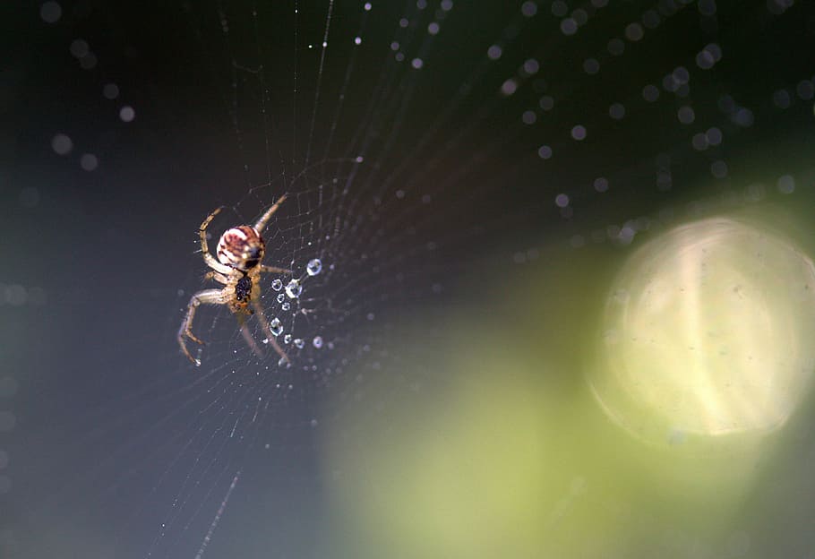 spider, place, dew, drops, nature, arachnid, one animal, animal themes HD wallpaper