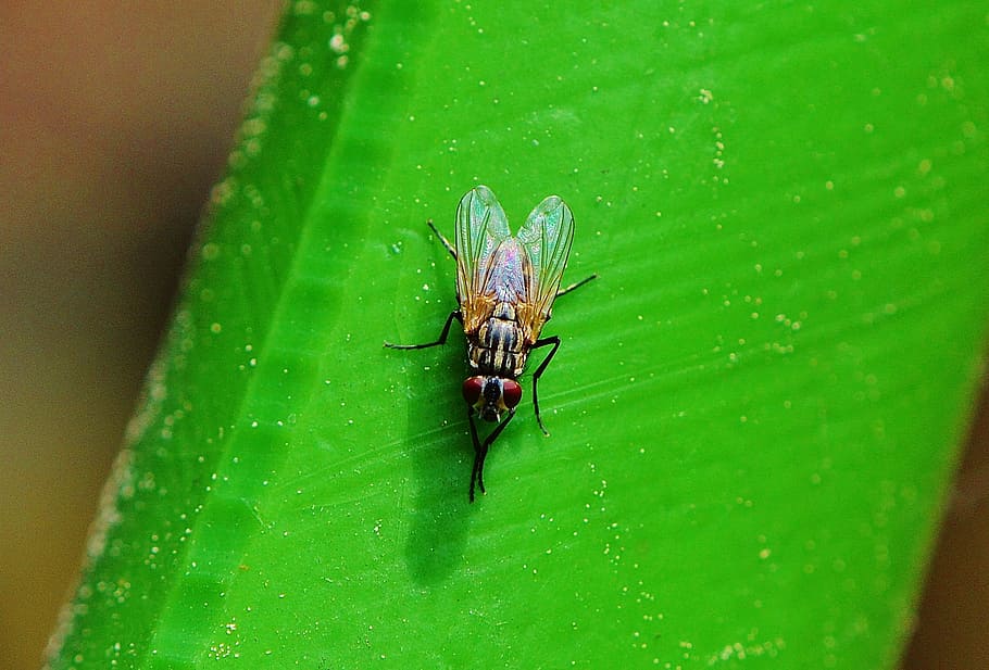 fly, insect, wing, close, animals, nature, close-up, macro HD wallpaper