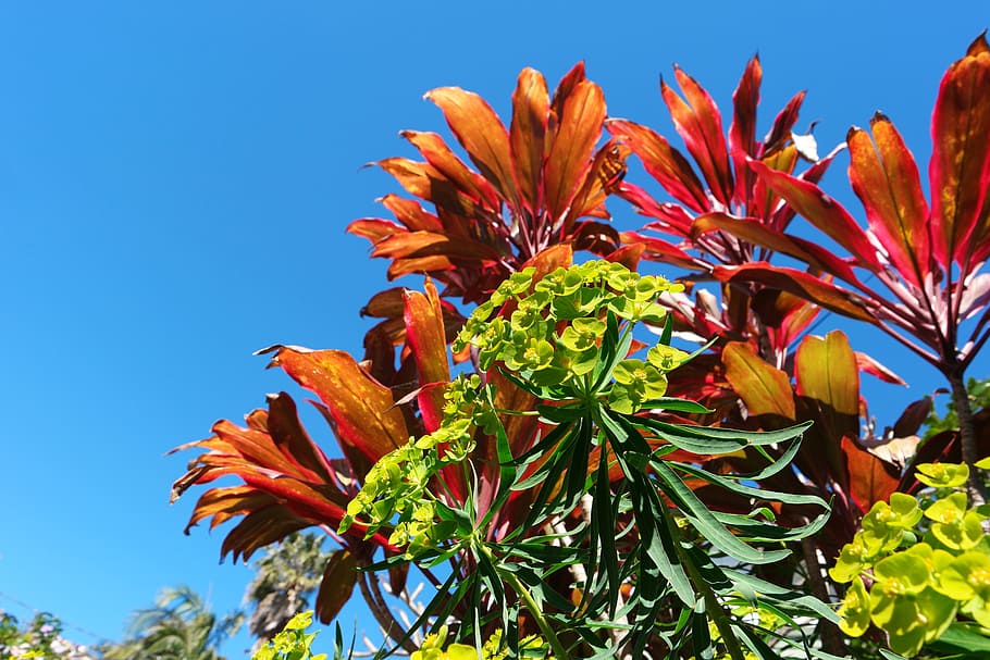spring, flowers, nature, green, spring flowers, plant, natural HD wallpaper