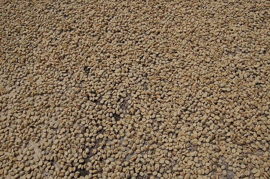 coffee, drying coffee, green coffee, backgrounds, food, seed HD wallpaper