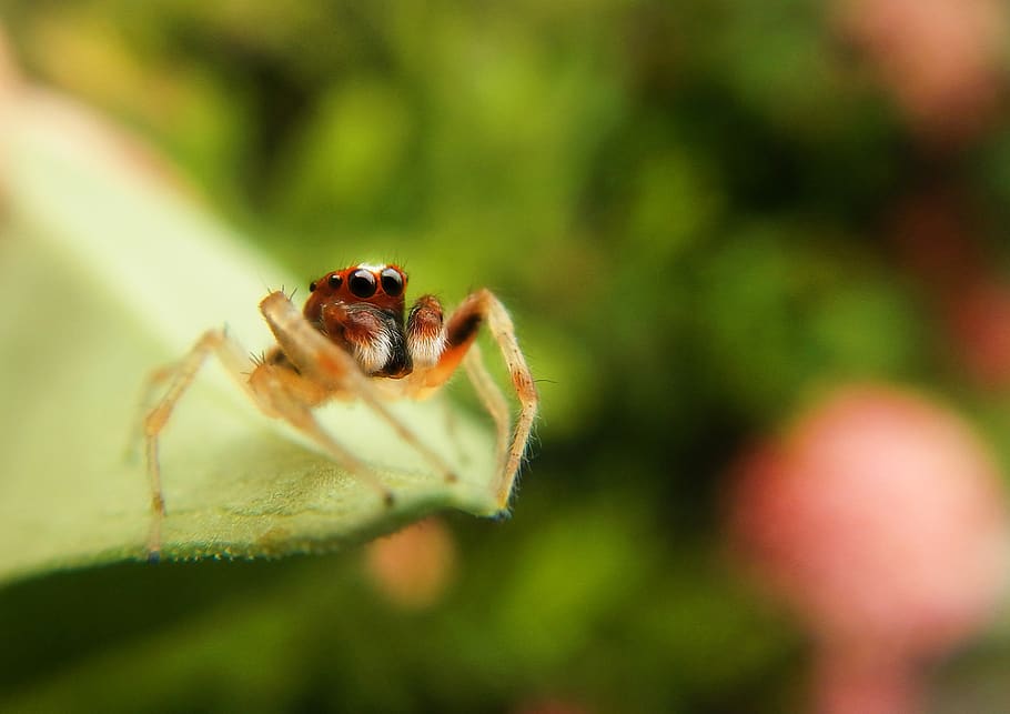 spider, arachnid, web, hunter, predatory, insect, wild, nature HD wallpaper
