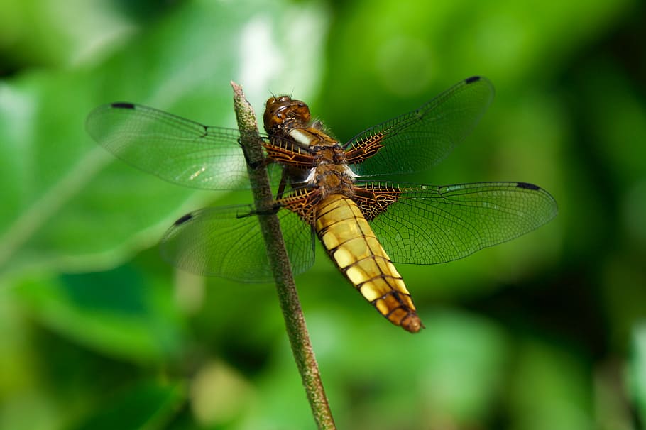 insect, nature, dragonfly, animal themes, invertebrate, one animal HD wallpaper