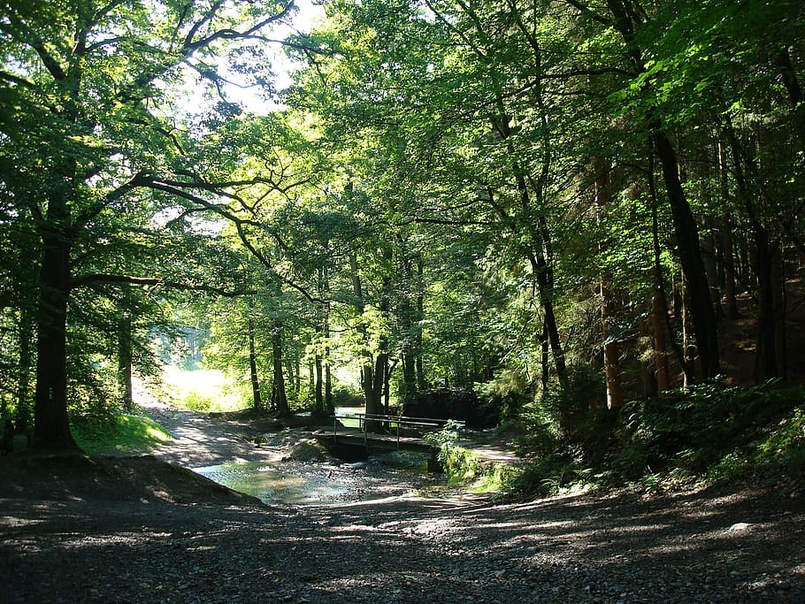 bridge, forest, bach, light, sun, nature, mood, trees, away HD wallpaper