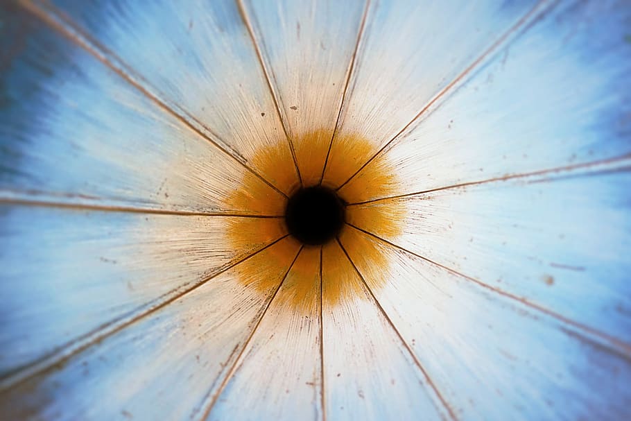 painting of blue and brown flower, abstract, pattern, texture HD wallpaper