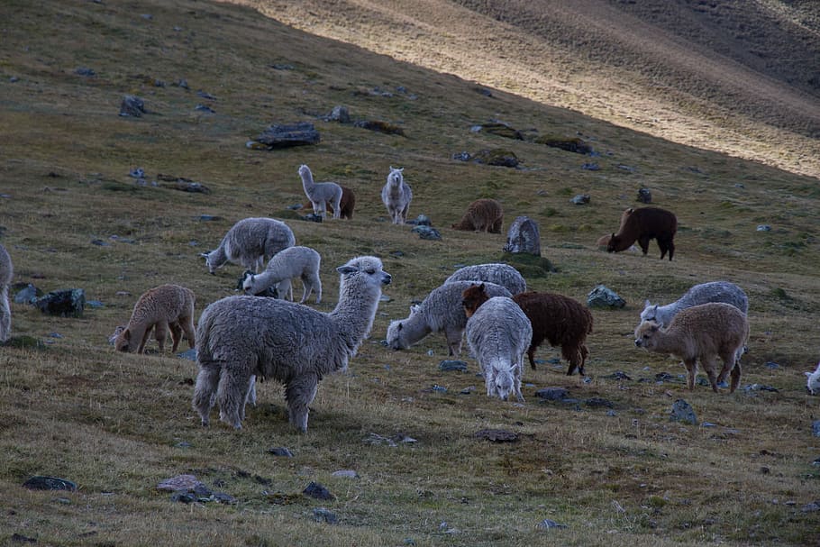 herd of alpaca on grass field during daytime, sheep, animal, nature HD wallpaper