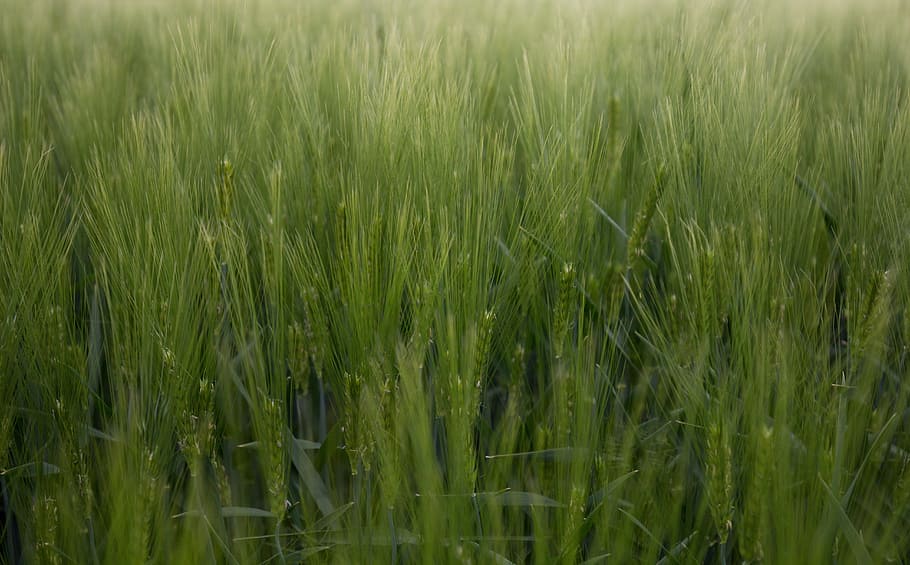 Cornfield, Agriculture, green, nature, grain, cereals, summer, HD wallpaper