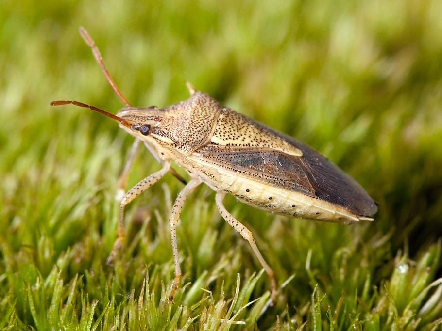 stinkbug, but, rice stinkbug, insect, macro, oebalus pugnax HD wallpaper