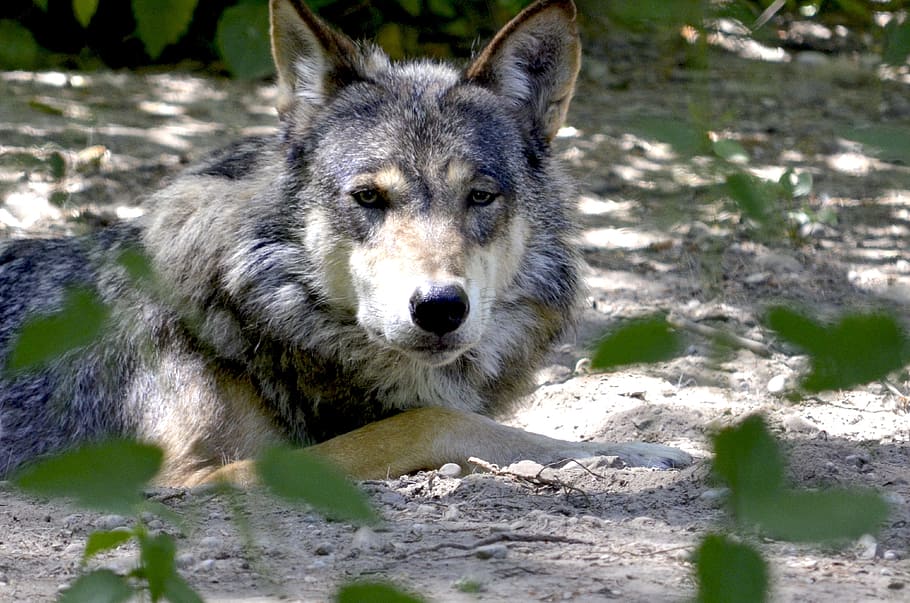 grey wolf lying on ground, isegrim, lauer, predator, pack, canine HD wallpaper