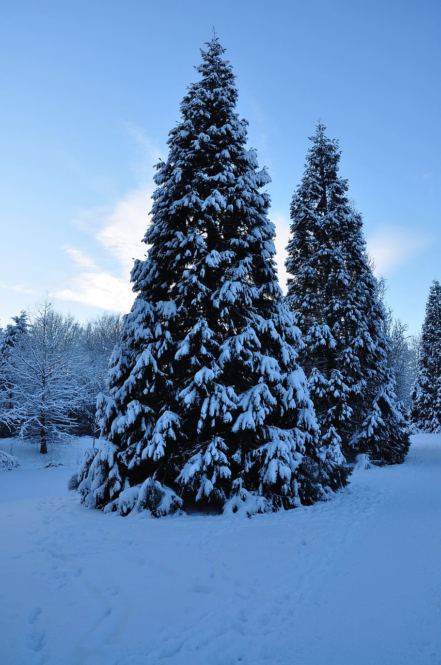winter, tree, forest, nature, landscape, snow, cold temperature HD wallpaper