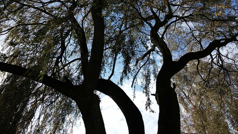 weeping willow, imposing, blue sky, tree, plant, tree trunk HD wallpaper
