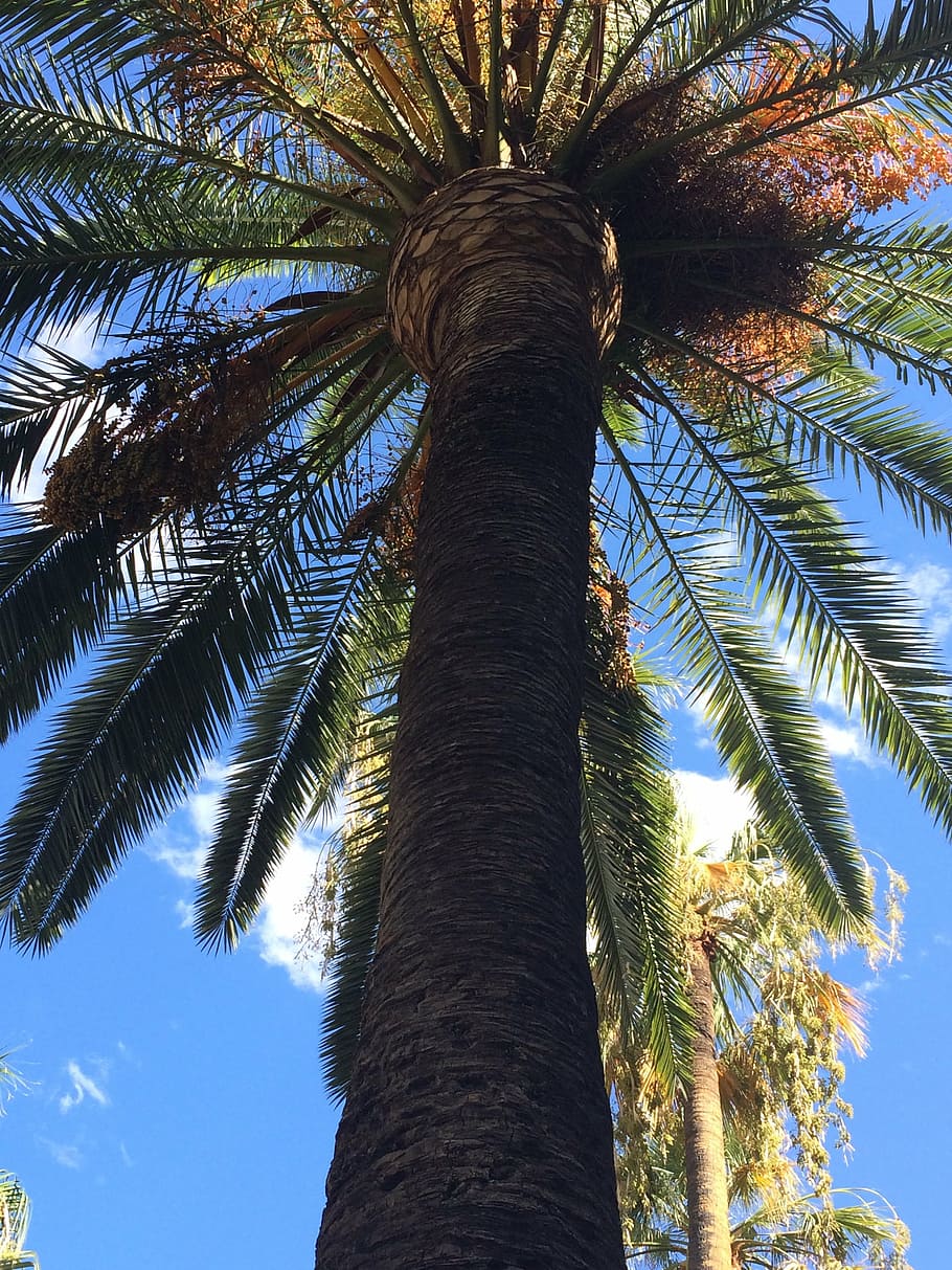 worm's eye photography of palm tree, barcelona, spain, sunny HD wallpaper