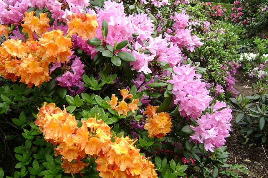large-flowered azaleas, flowers, spring, flowering plant, beauty in nature HD wallpaper