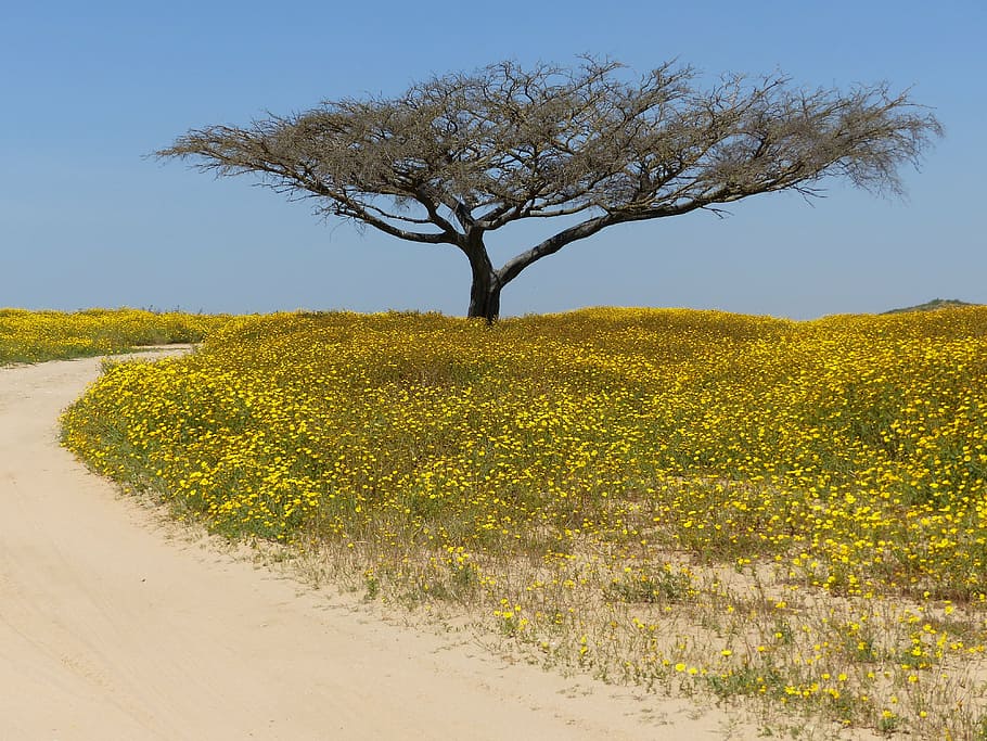 green tree surrounded with flowers, desert, negev, landscape HD wallpaper