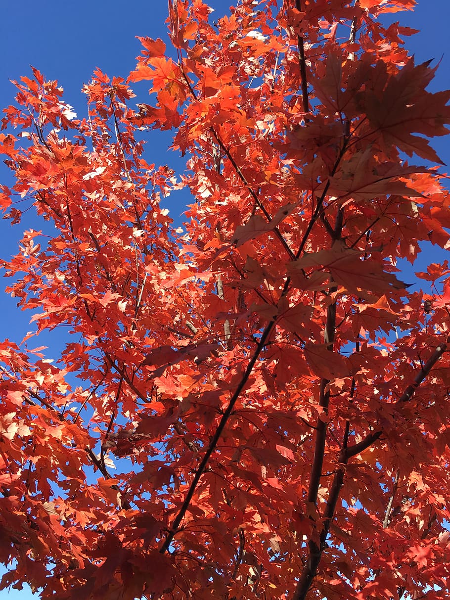 red, leaves, maple, autumn, fall, tree, plant, low angle view HD wallpaper