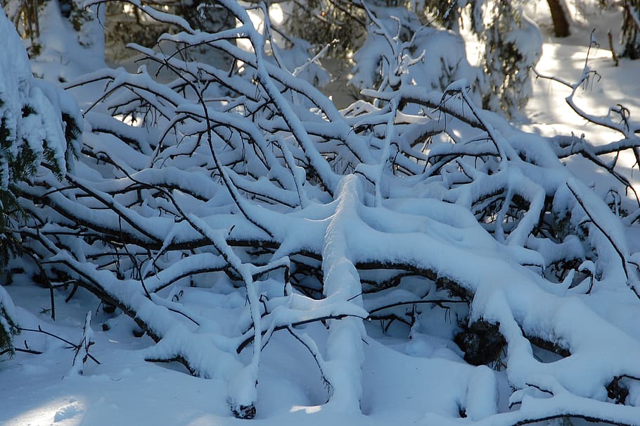 snowy branches, winter, cold temperature, tree, plant, white color HD wallpaper