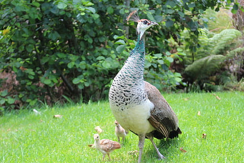 peacock, chicks, bird, peafowl, beak, wildlife, feather, nature HD wallpaper