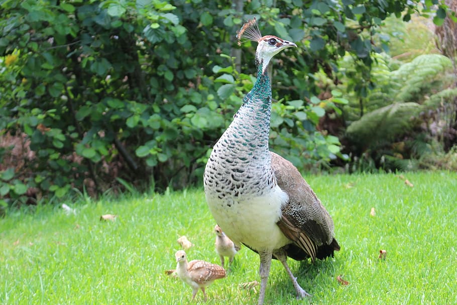 peacock, chicks, bird, peafowl, beak, wildlife, feather, nature HD wallpaper