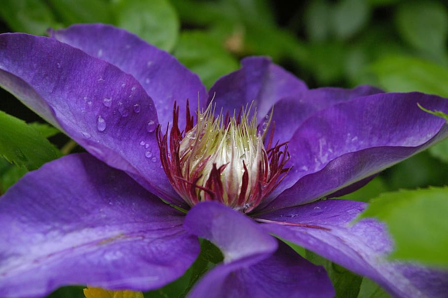 Clematis, Blossom, Bloom, Violet, Flower, purple, close, purple flower HD wallpaper