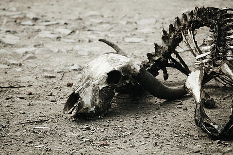 bones, fossils, decay, decomposition, skeleton, old, skull HD wallpaper