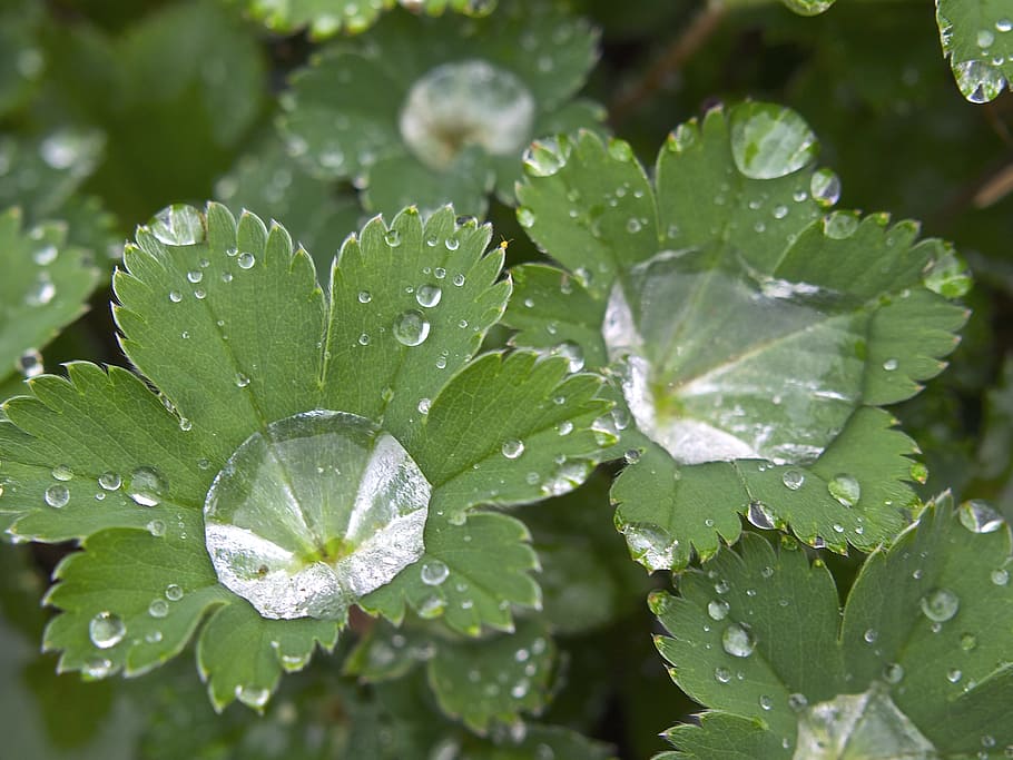 Dewdrop, Drop Of Water, Beaded, rain, leaf, green plant, run off, HD wallpaper