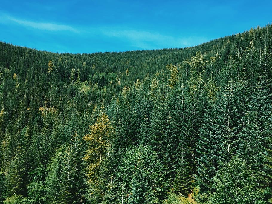 forest, landscape, nature, trees, woods, pine tree, no people HD wallpaper