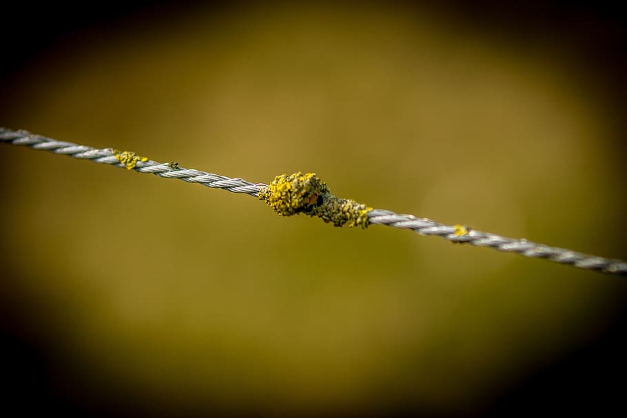 nature, barbed wire, dawn, focus, light, close-up, no people HD wallpaper