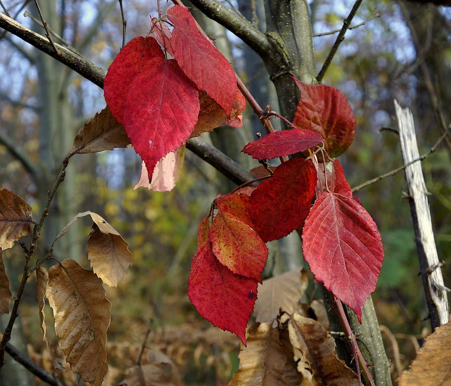 fall, leaves, brambles, plant, tree, plant part, leaf, focus on foreground HD wallpaper