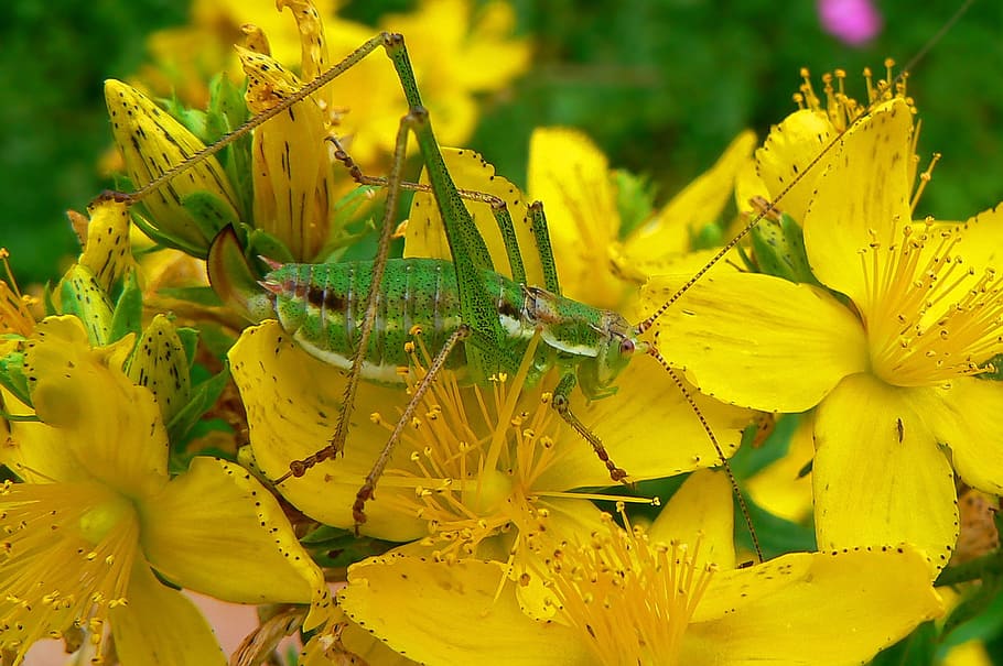 nature, flower, flora, leaf, outdoors, yellow, animals in the wild HD wallpaper