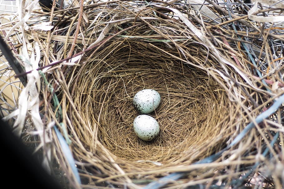 eggs, bird eggs, eggs in a nest, animal nest, new life, bird nest HD wallpaper