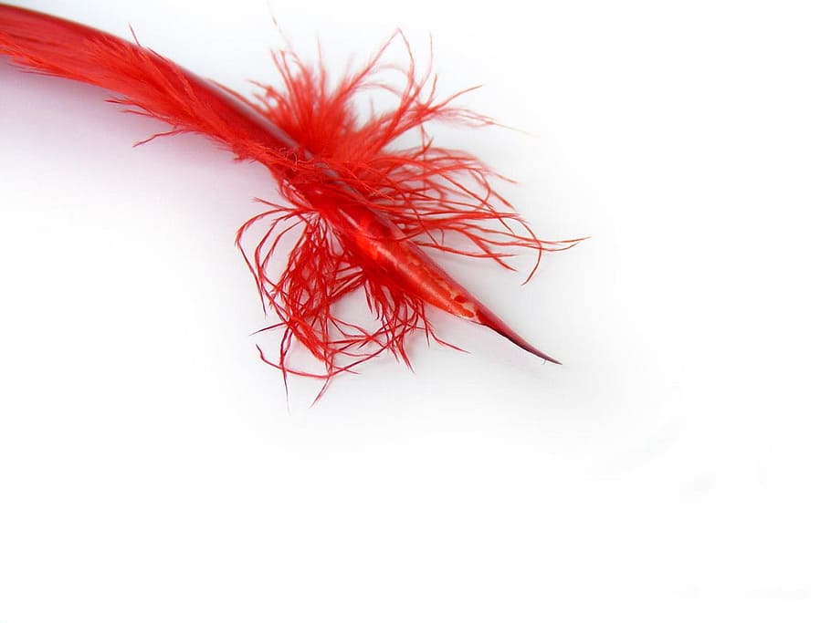 Feathers, Quills, Tools, red, writing, writing quill, pen, wildlife HD wallpaper
