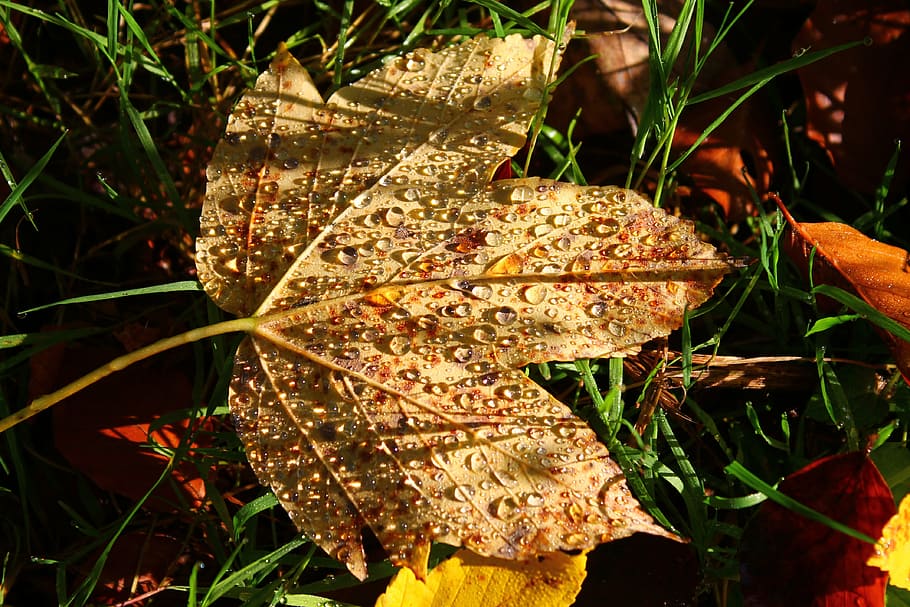 autumn, leaf, forest, dew, maple leaf, drip, plant, plant part HD wallpaper