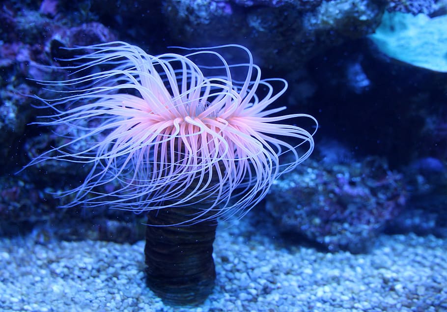 pink sea anemone, Sea Anemones, Water Lilies, seenelken, aktinien, HD wallpaper