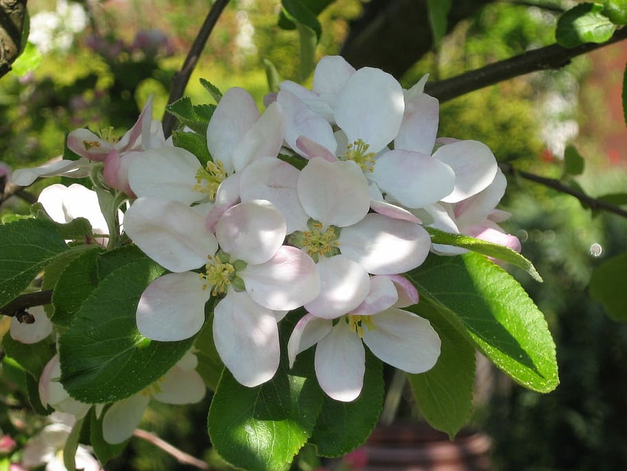 Apple Blossom, Fruit Tree, Tree, Spring, apple tree, close HD wallpaper