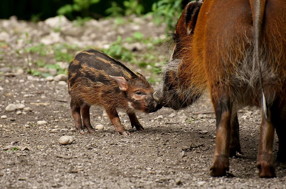 boar standing beside piglet, young animal, mother pig, cute, solicitous, HD wallpaper